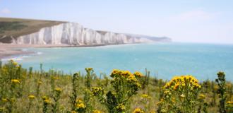 A picture of the Seven Sisters cliffs in the background and yellow ragwort plants in the foreground. 