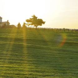 field with house and sheep