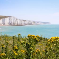 A picture of the Seven Sisters cliffs in the background and yellow ragwort plants in the foreground. 