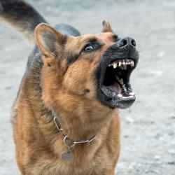 Dangerous Dogs or Owners Fault? Dangerous Dogs or Owners Fault?