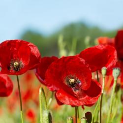 The Real Lesson to Take Away from Remembrance Day 2018